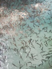 Plůdek pstruha duhového - 4