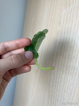 Africká fialka zeleno-růžová - 4