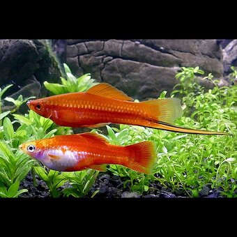 Akvarijní rybičky neonky mečovky endlerky kardinálky - 4