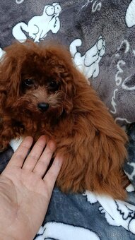 Chlapeček Toy Poodle Red Brown - 4