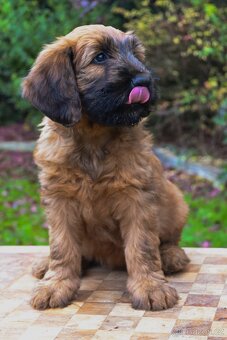 Briard plavý- štěňata, fenky - 4