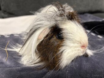 Morče samička peruánec - 4