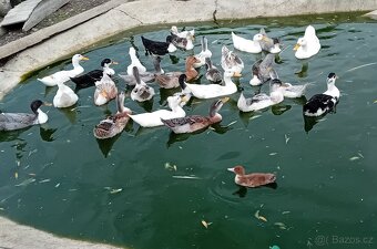 Kachna nasadova vejce - 4