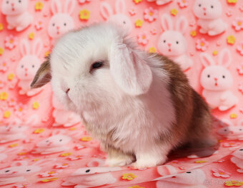 Modrooký zakrslý beránek sameček NHD . - 4