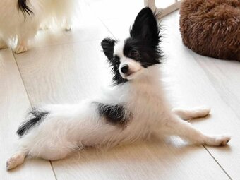 Papillon s PP - pejsek - 4
