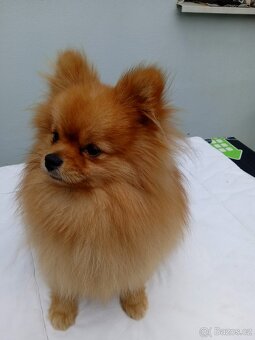 POMERANIAN - 4