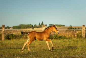 Welsh Cob hřebeček - 4