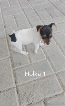 Jack Russell teriér - 4