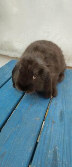 Daruji zakrslého králíčka Minilop - 4