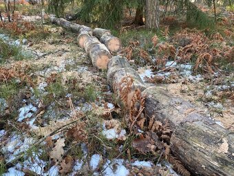 Dřevo na odvoz - 4