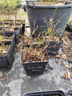 Kanadské borůvky - 4