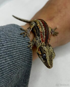 Pagekon hrbolkohlavý - Rhacodactylus auriculatus - 4