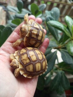 Želva ostruhatá, Geochelone Sulcata, mláďata - 4