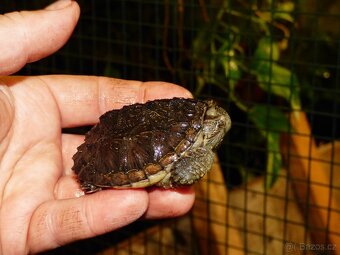 Kajmanka dravá (Chelydra serpentina) - 4