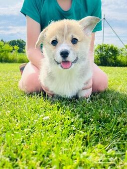 Welsh corgi pembroke s PP (FCI) - 4