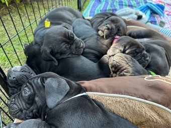 Cane Corso – kluci s PP hledají domov - 4