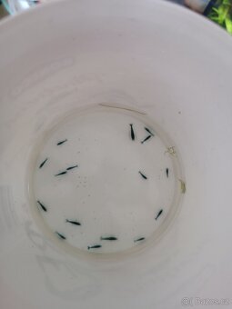 Krevetky Blue dream - 4