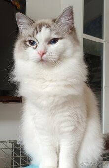 Kočičky ragdoll s PP - 4