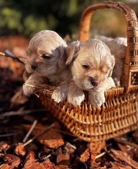 Americký kokršpaněl s PP - 4