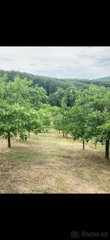 Prodej sadu 1592m2 - 4