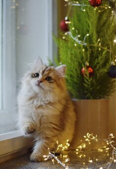 Sibiřská kočka s PP - 4