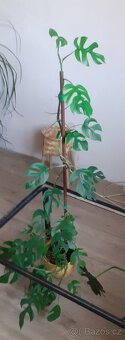 Monstera minima - 4