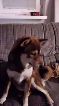 Fena shiba inu - 4