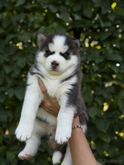 SIBIŘSKÝ HUSKY - 4