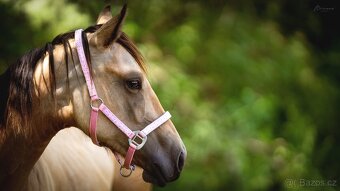 Buckskin klisna Quarter Horse, nominace Euro Futurity - 4