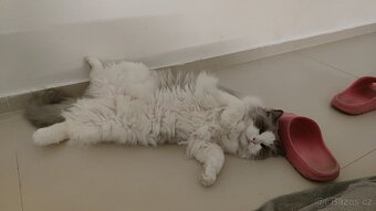 Kocourek Ragdoll s PP - 4