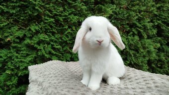 Zakrslý beránek, králíček, králík - NOAH - 4