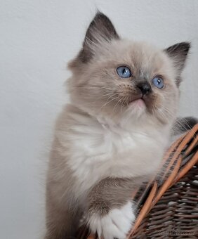 Koťátka ragdoll s PP - 4