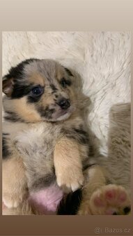 Bordel kolie merle - 4