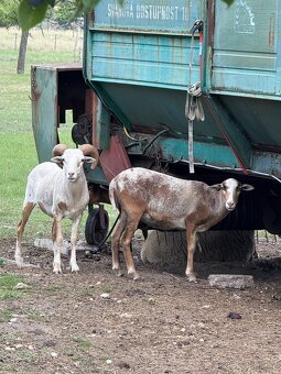 Kamerunské ovce - 4