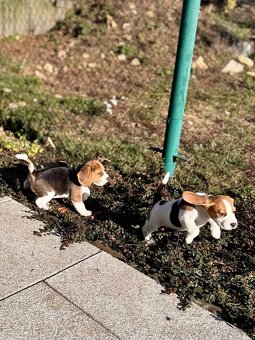 štěňata bígla s PP - 4