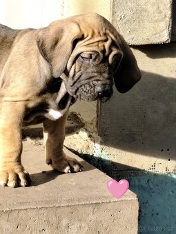 Brazilská fila s PP - 4