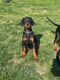 Doberman šteňa s FCI pôvodom - 4