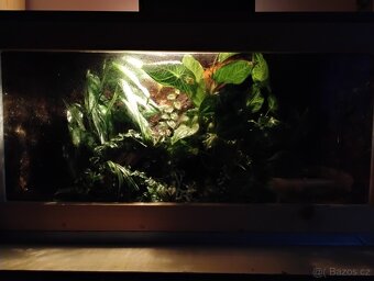Paludarium s pralesničkama - 4