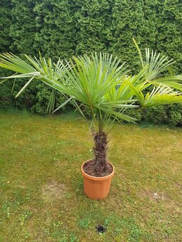 Palma Trachycarpus fortunei - 4