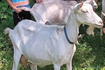 Kozička AN prodáme kozičku 50% anglonubijskou - 4