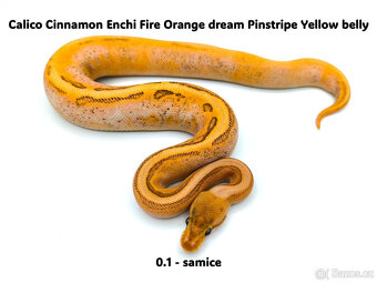 Krajta královská (Python regius) - mláďata - 4