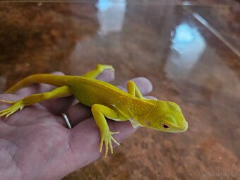 Iguana Iguana - Albino - 4