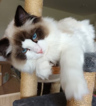 Kocourek ragdoll seal bicolor s PP - 4