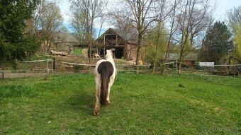 Valášek irský cob, 2 roky - 4