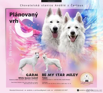 Bílý švýcarský ovčák - štěňátka - 4
