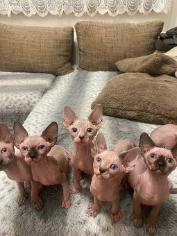 Sphynx - 4