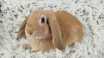 Zakrslý beránek, králíček, králík - RIKI - 4
