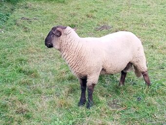 Suffolk Beran - 4