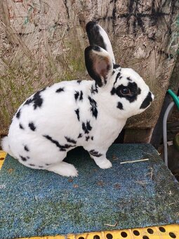 Rex dalmatinský strakáč - 4