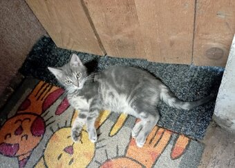 Darujeme 4 kočičky a 1 kocourka - 4